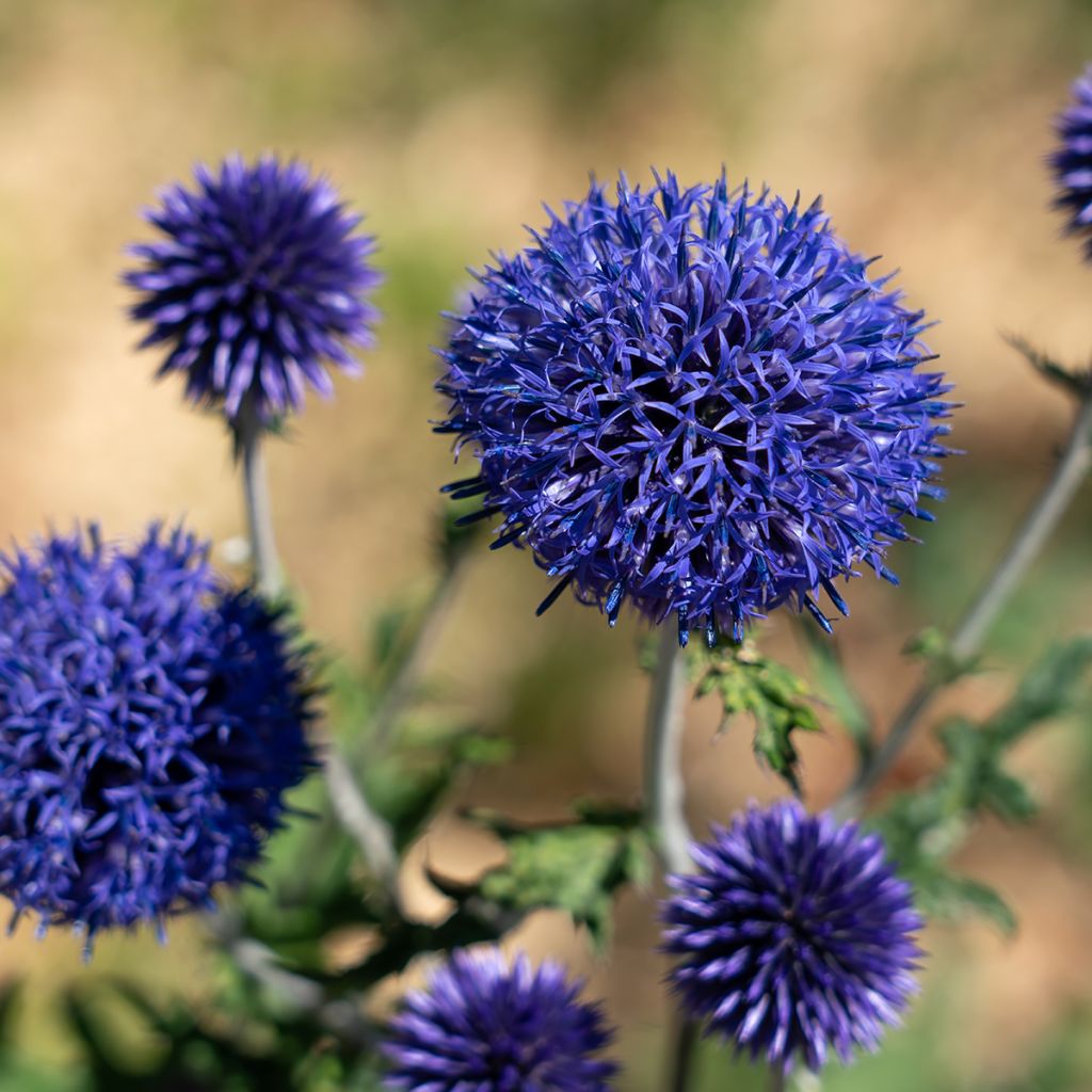Banater Kugeldistel Blue Globe - Echinops bannaticus