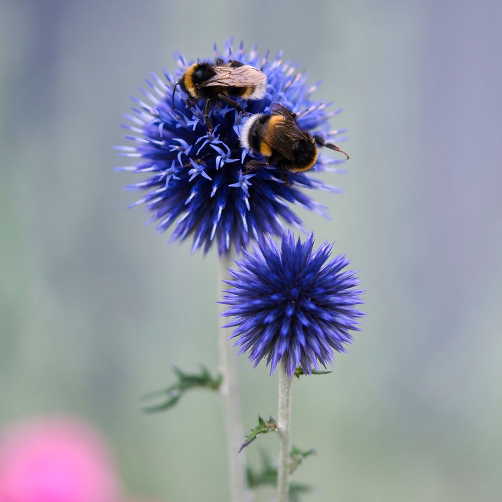 Banater Kugeldistel Blue Globe - Echinops bannaticus