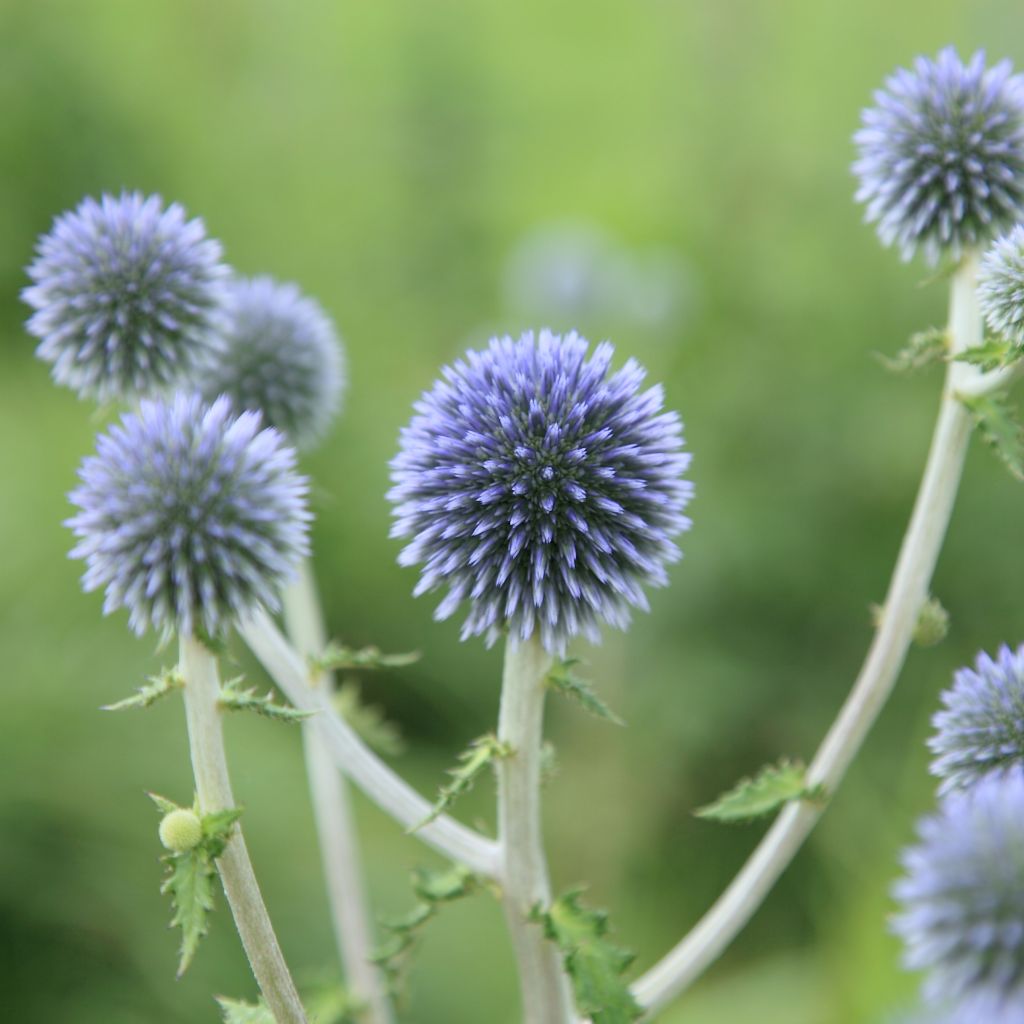 Große Kugeldistel - Echinops sphaerocephalus