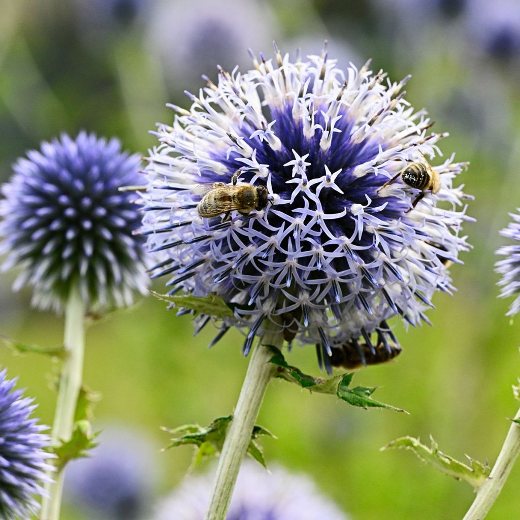 Große Kugeldistel - Echinops sphaerocephalus
