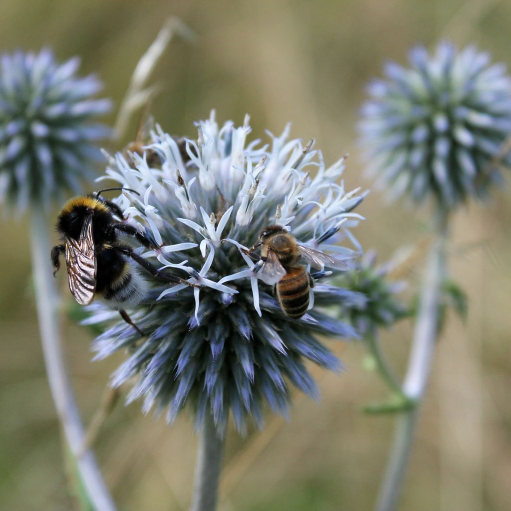 Große Kugeldistel - Echinops sphaerocephalus