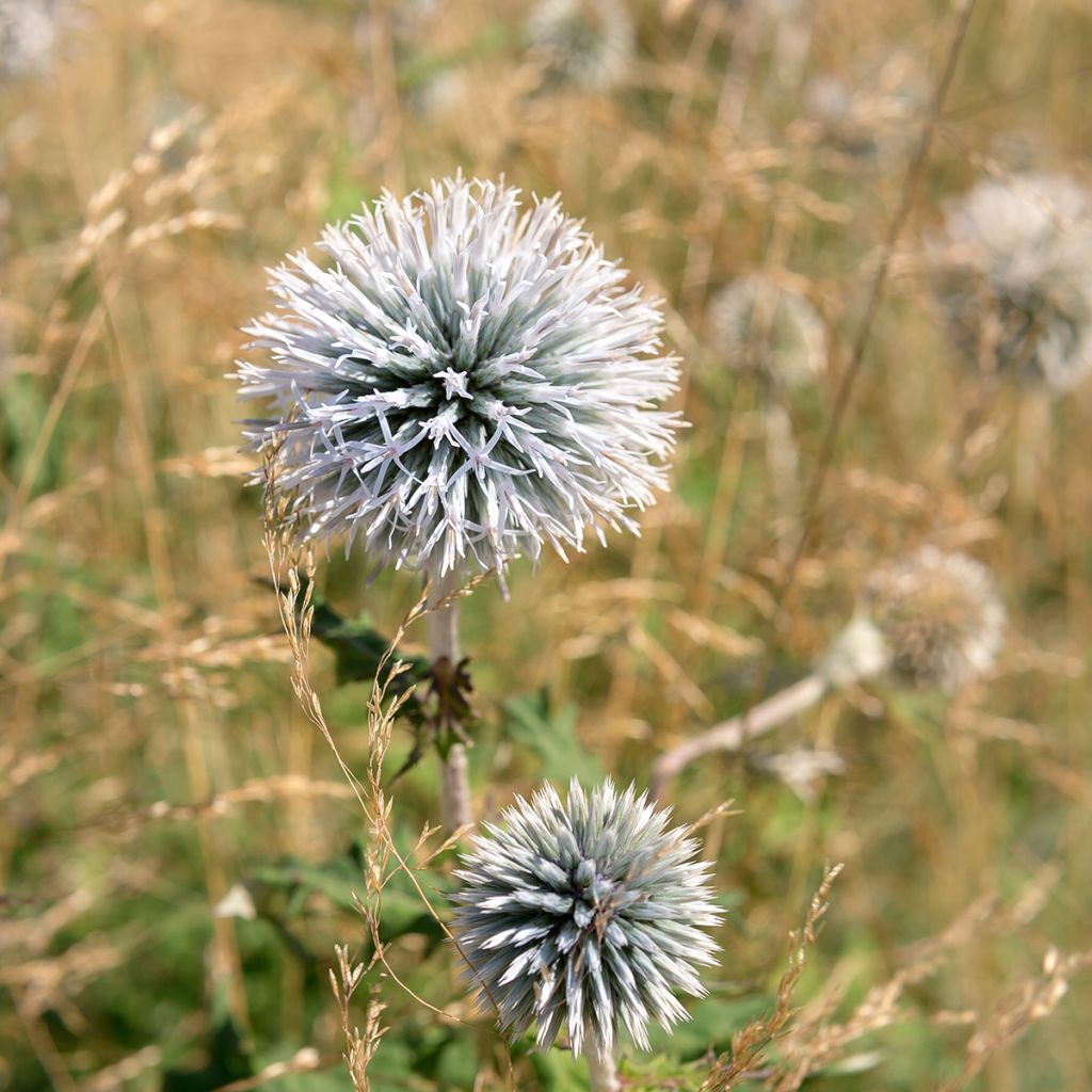Große Kugeldistel - Echinops sphaerocephalus