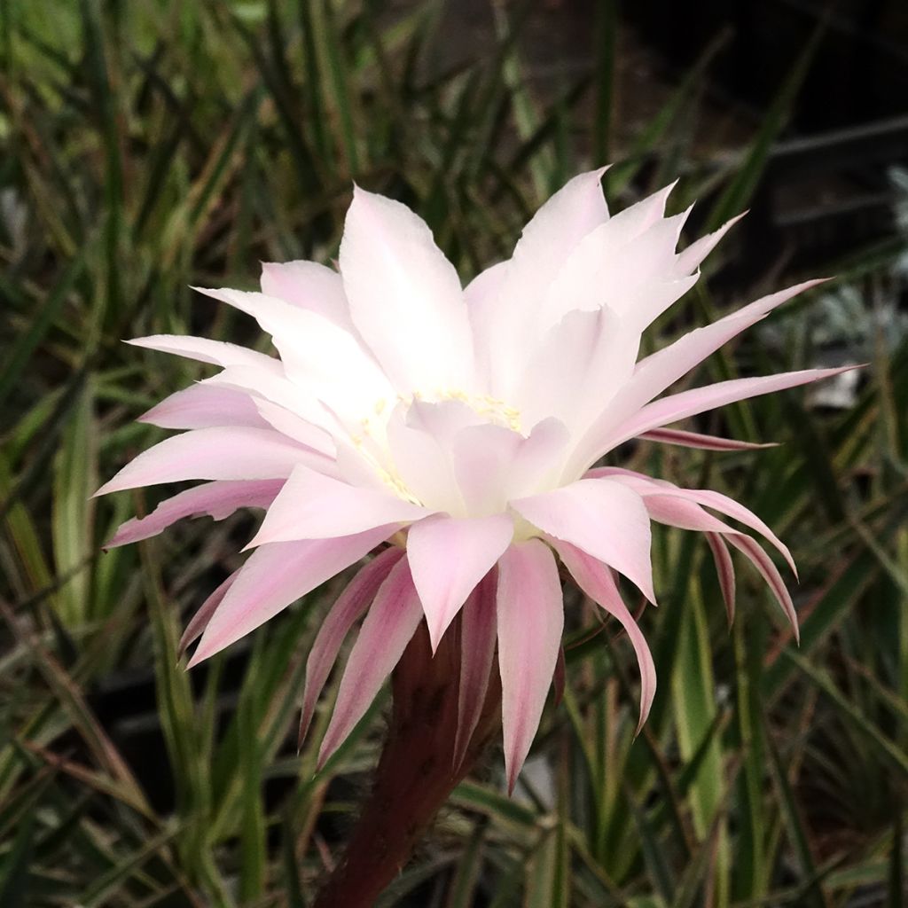 Echinopsis multiplex - Seeigelkaktus