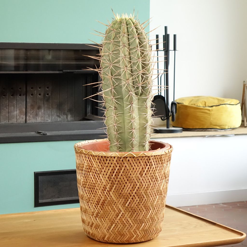 Echinopsis pasacana - Stangenkaktus