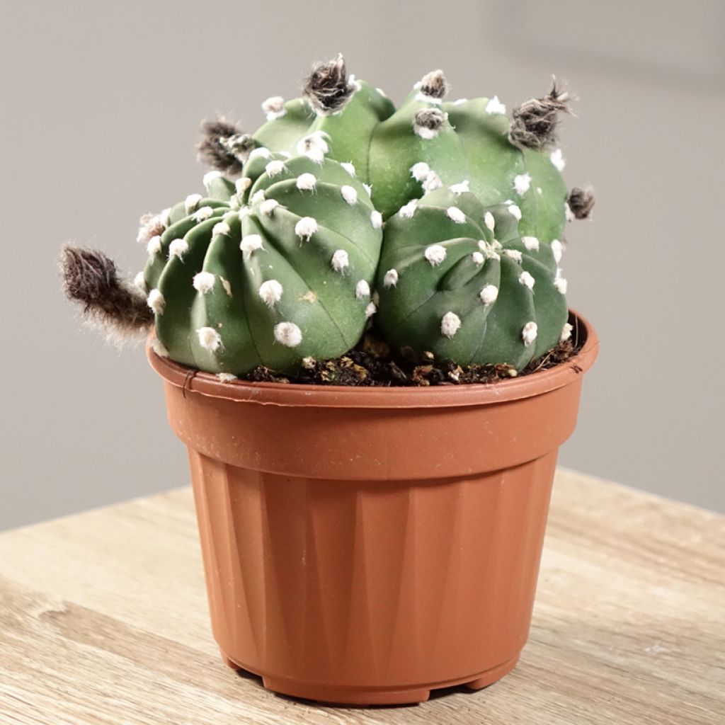Echinopsis subdenudata - Seeigelkaktus