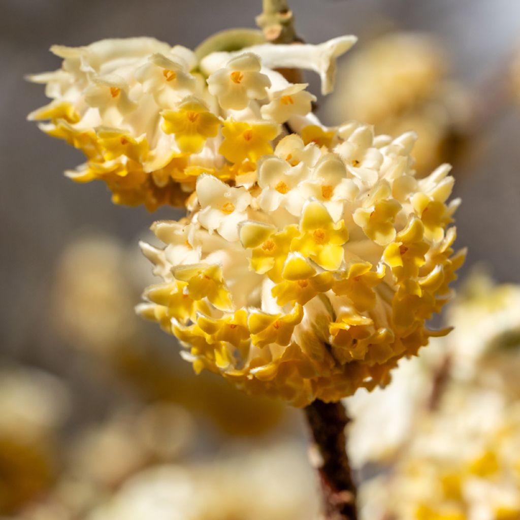 Edgeworthia chrysantha Grandiflora - Edgeworthie