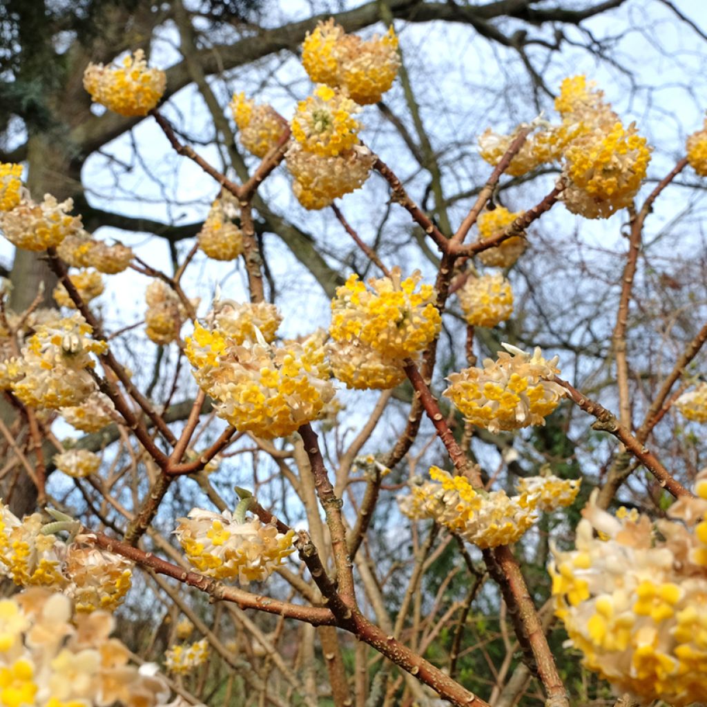 Edgeworthia chrysantha Grandiflora - Edgeworthie