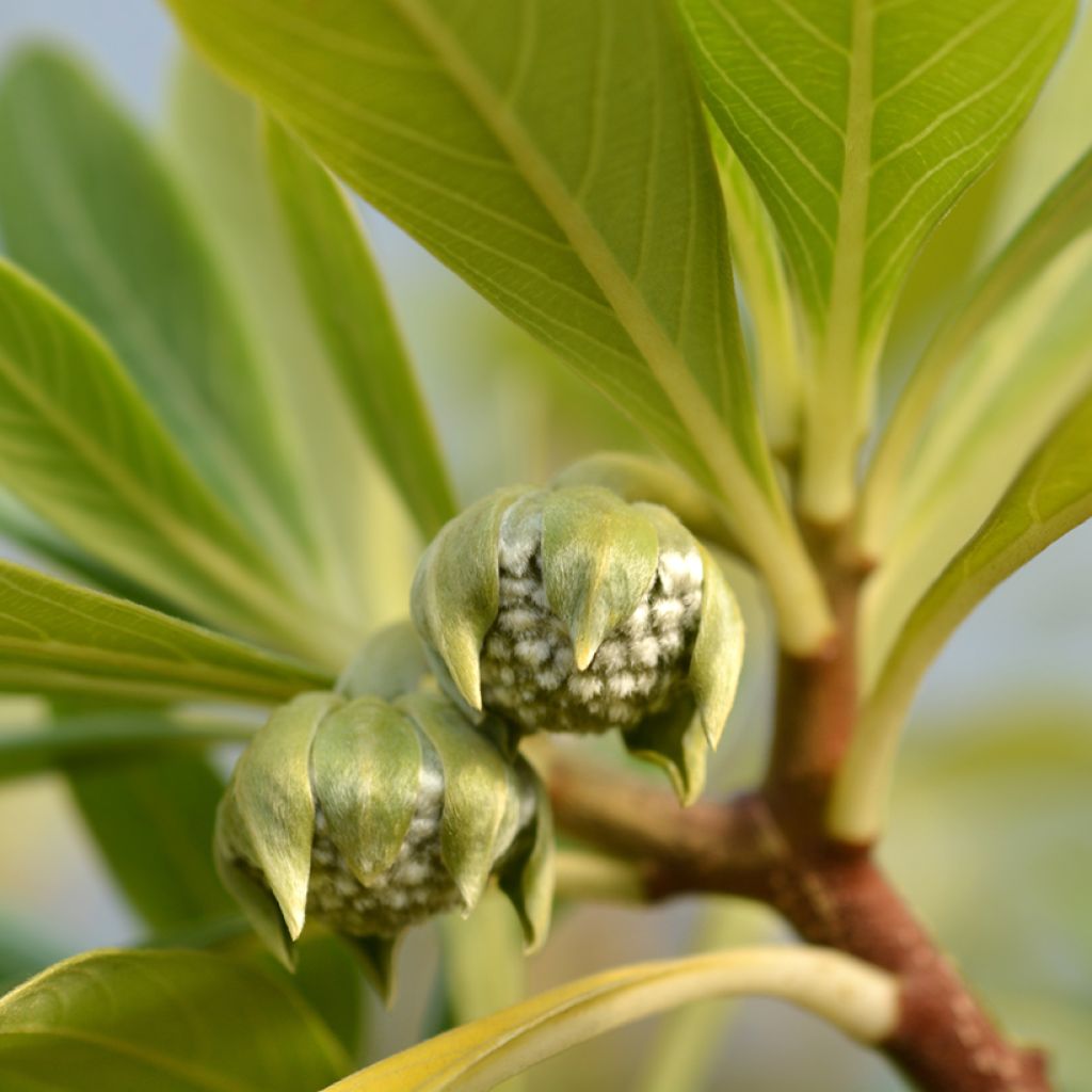 Edgeworthia chrysantha Grandiflora - Edgeworthie