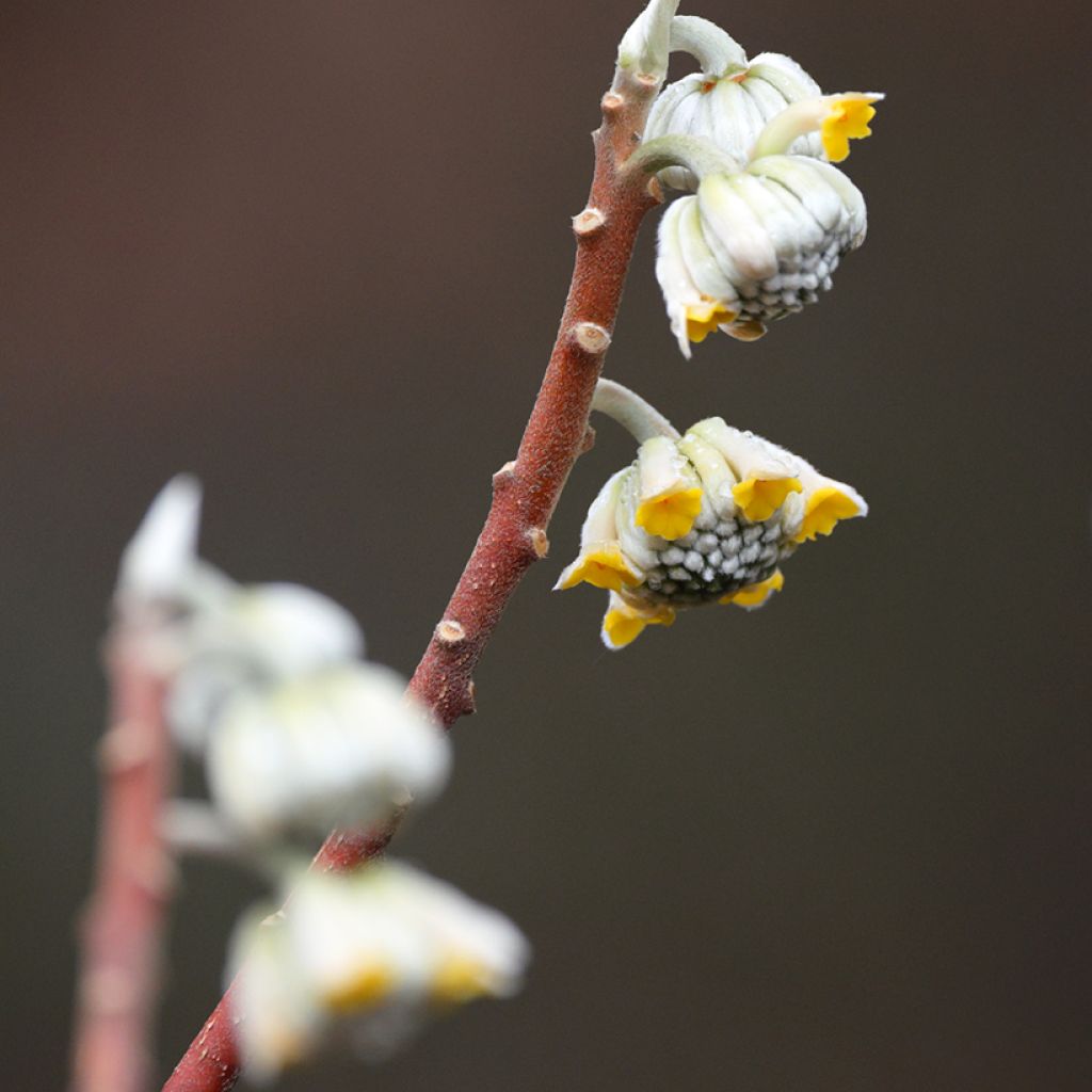 Edgeworthia chrysantha Grandiflora - Edgeworthie