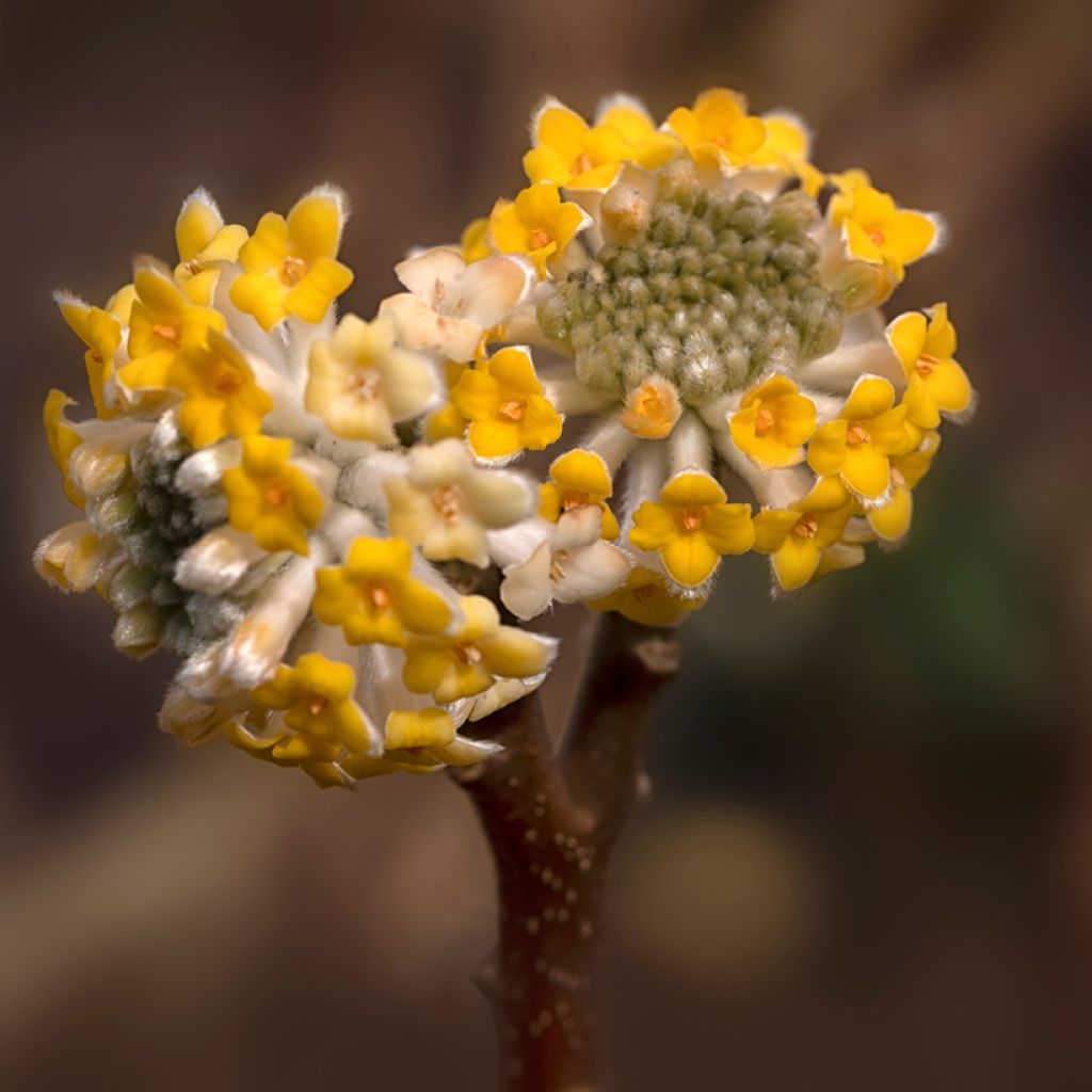 Edgeworthia chrysantha Grandiflora - Edgeworthie