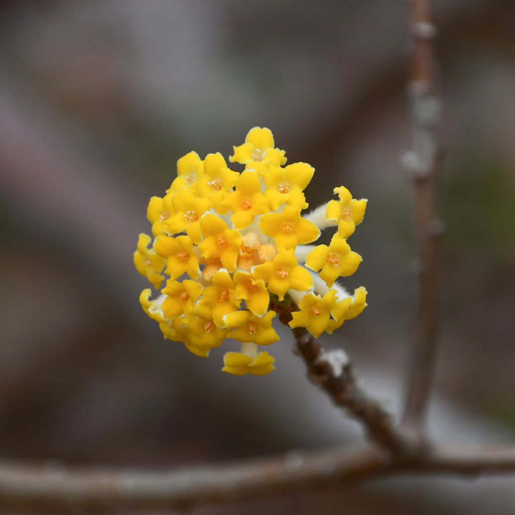 Edgeworthia chrysantha Nanjing Gold - Edgeworthie