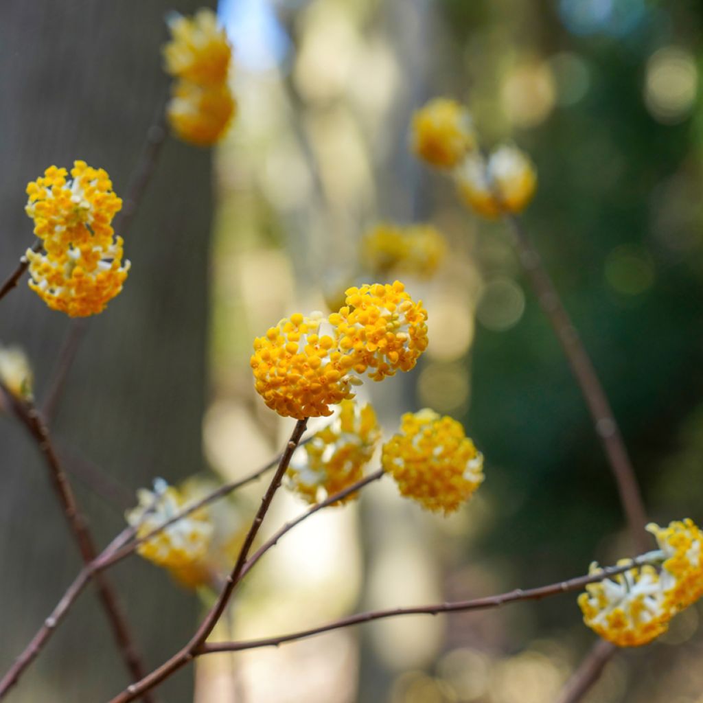 Edgeworthia chrysantha Nanjing Gold - Edgeworthie