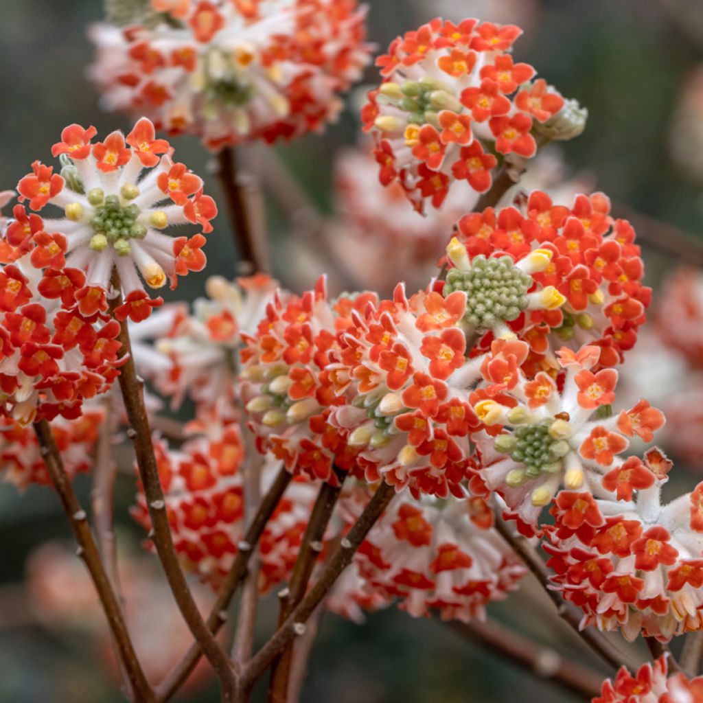 Edgeworthia chrysantha Red Dragon 'Akebono' - Edgeworthie