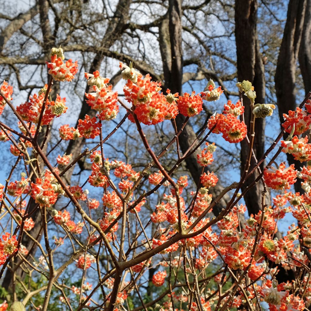 Edgeworthia chrysantha Red Dragon 'Akebono' - Edgeworthie