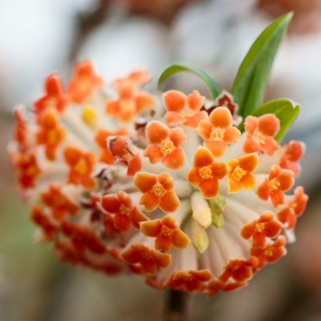 Edgeworthia chrysantha Red Dragon 'Akebono' - Edgeworthie