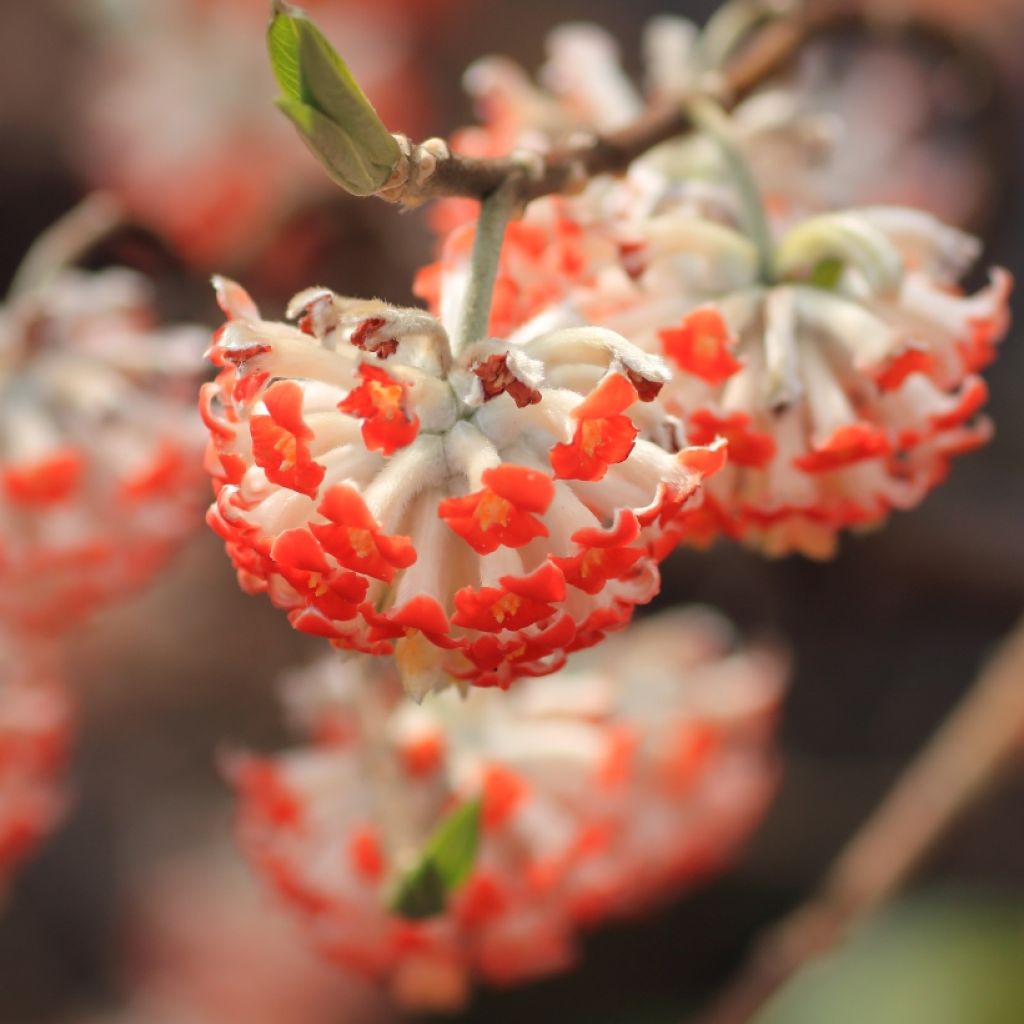 Edgeworthia chrysantha Red Dragon 'Akebono' - Edgeworthie