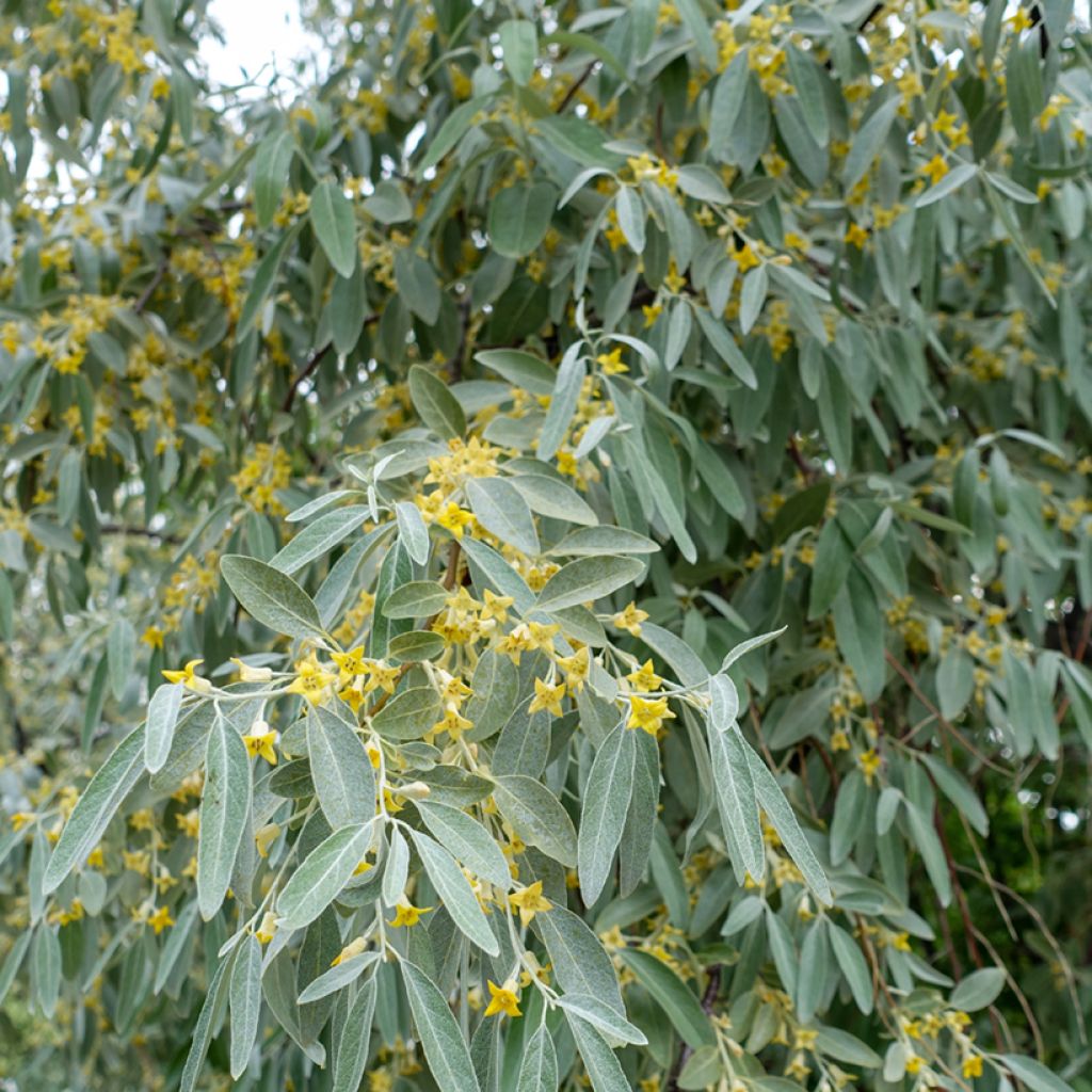 Schmalblättrige Ölweide - Elaeagnus angustifolia