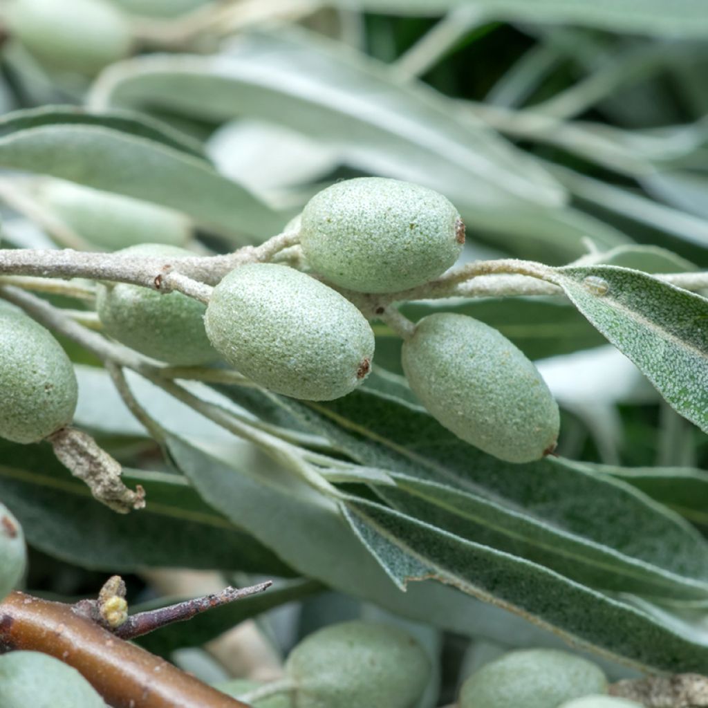 Schmalblättrige Ölweide - Elaeagnus angustifolia