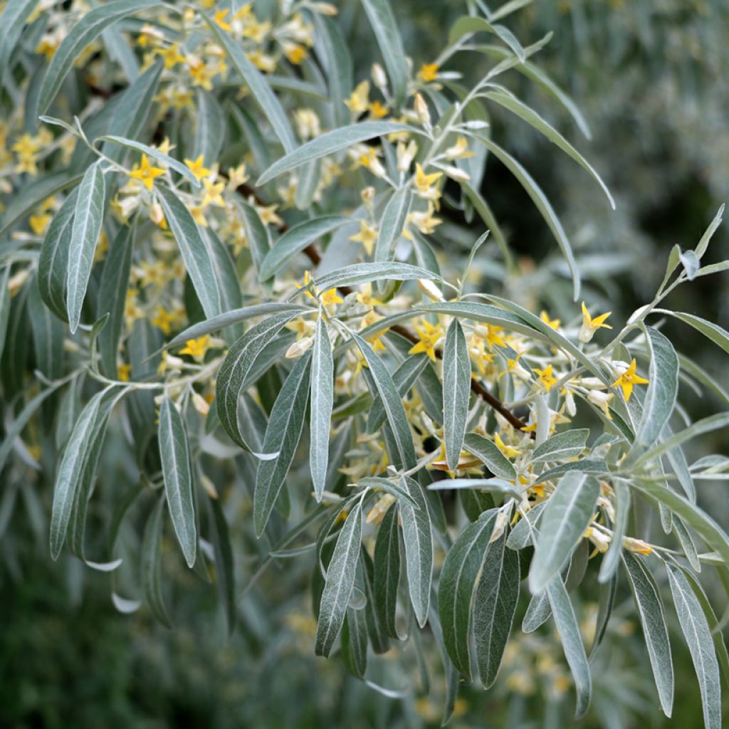 Schmalblättrige Ölweide - Elaeagnus angustifolia