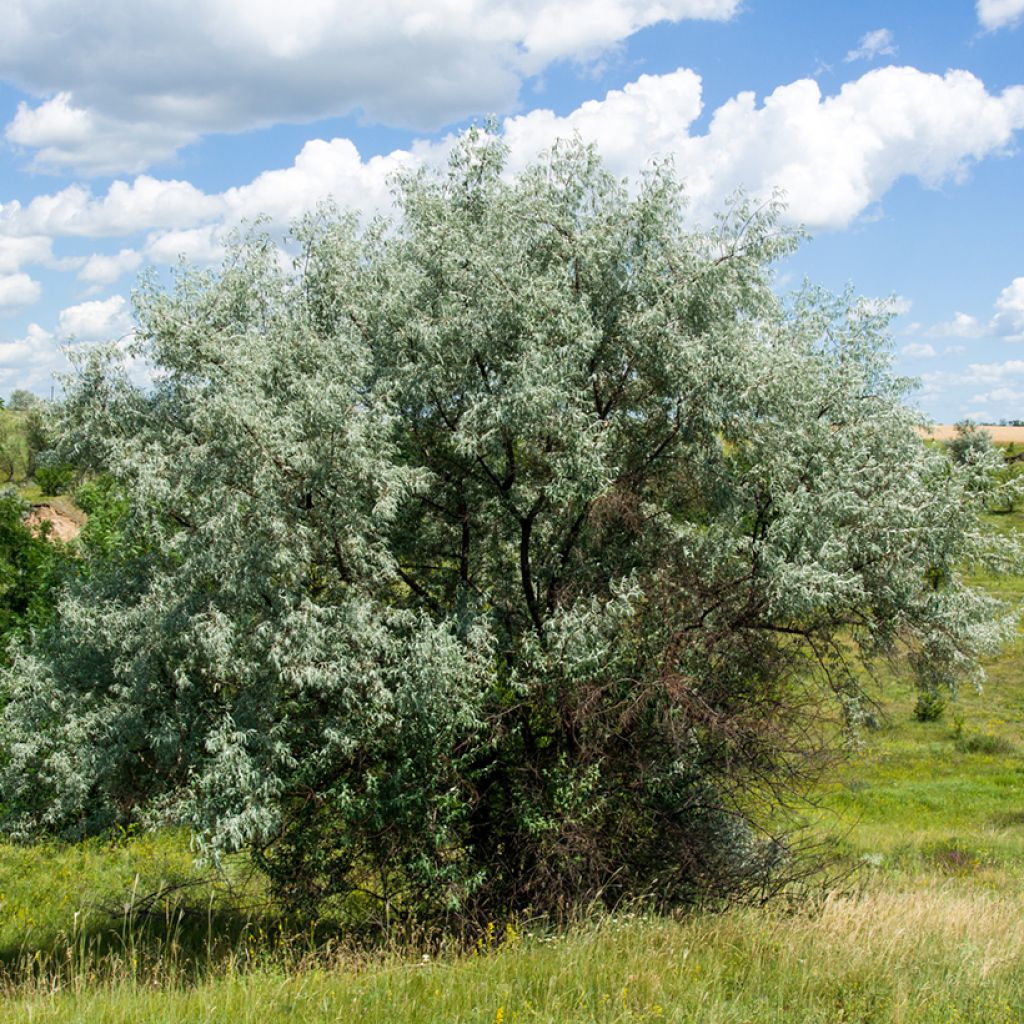 Schmalblättrige Ölweide - Elaeagnus angustifolia