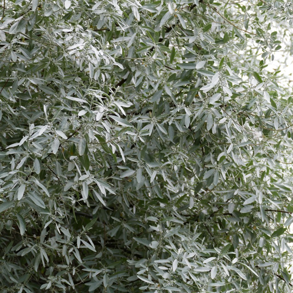 Schmalblättrige Ölweide - Elaeagnus angustifolia