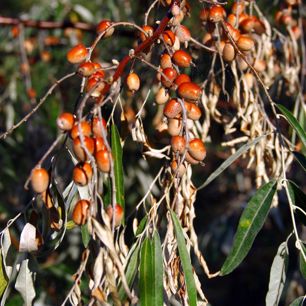 Schmalblättrige Ölweide - Elaeagnus angustifolia