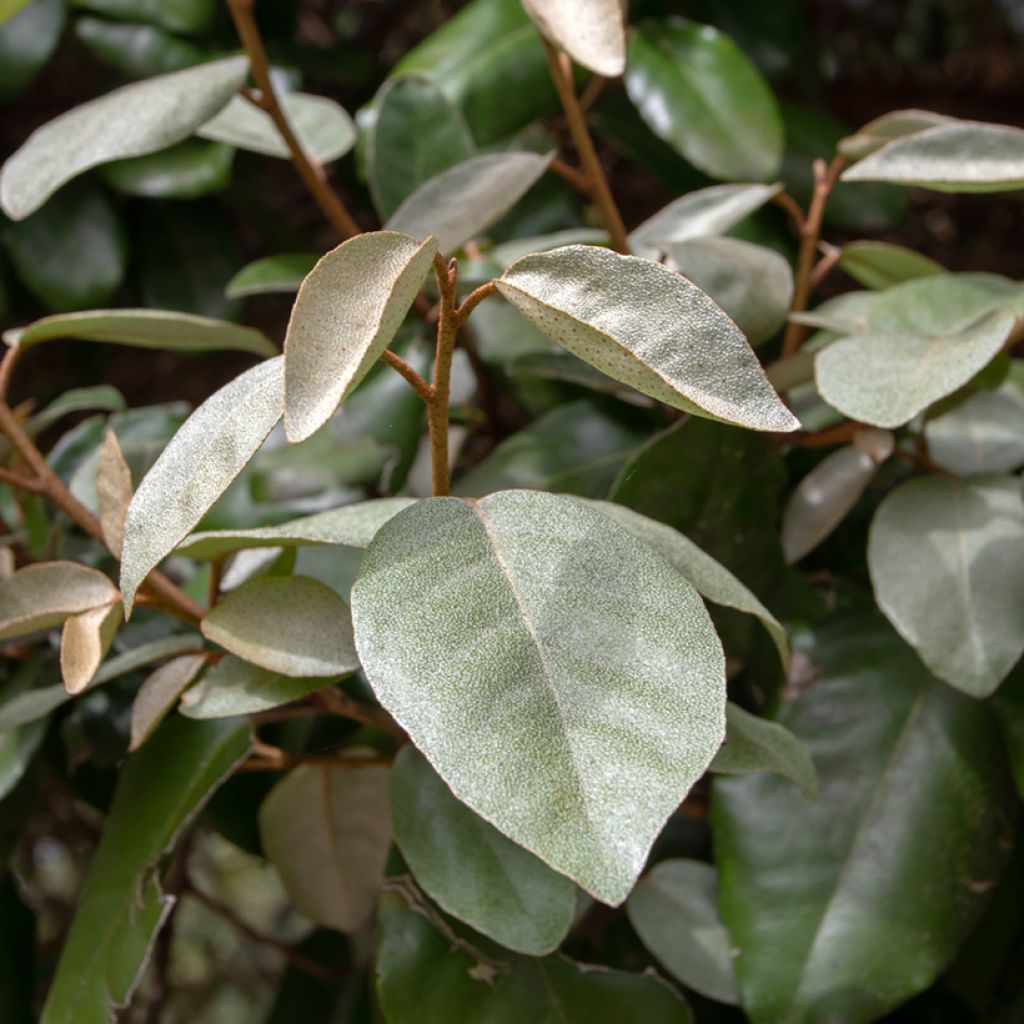Wintergrüne Ölweide - Elaeagnus ebbingei