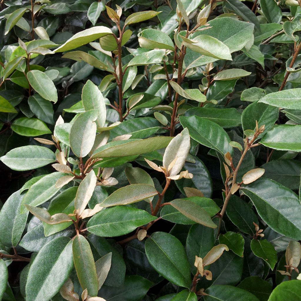 Wintergrüne Ölweide - Elaeagnus ebbingei