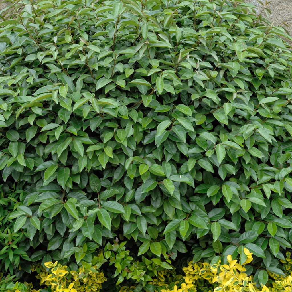 Wintergrüne Ölweide - Elaeagnus ebbingei