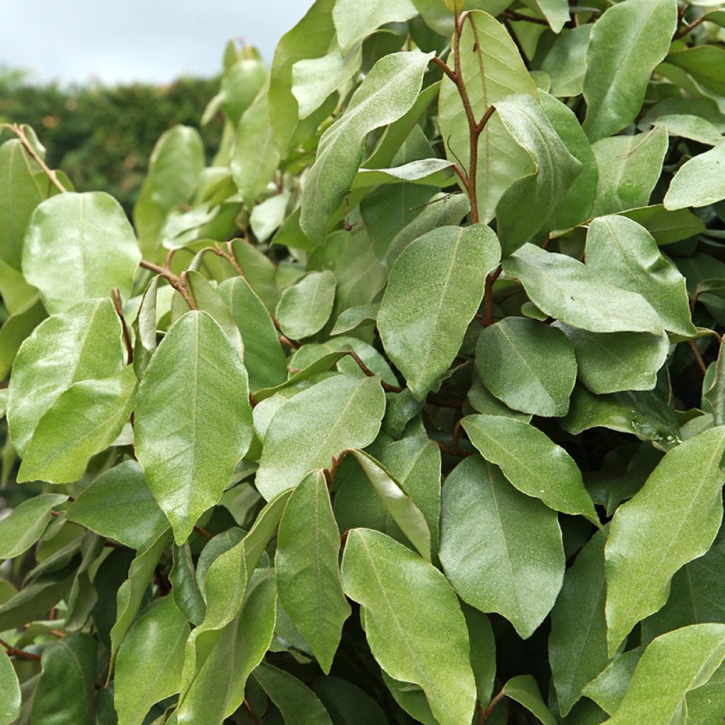 Wintergrüne Ölweide Compacta - Elaeagnus ebbingei