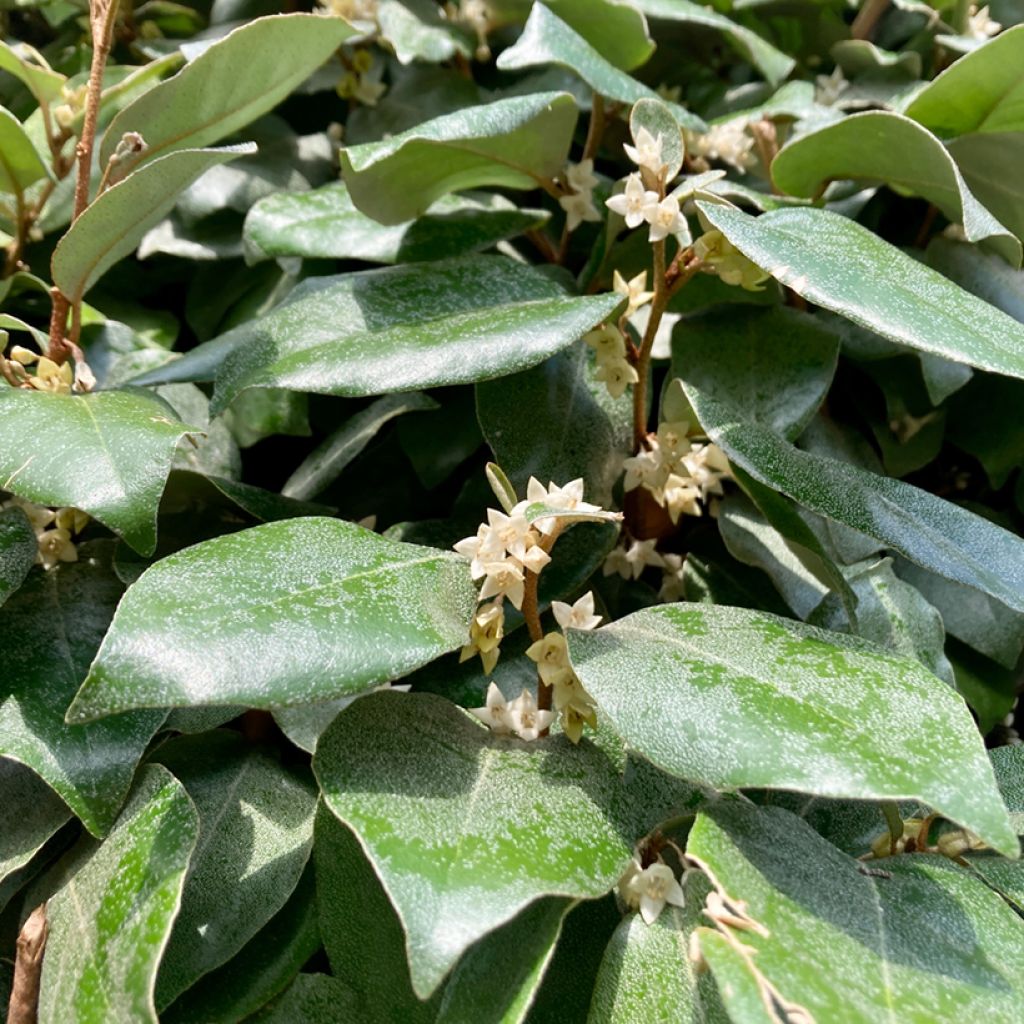 Wintergrüne Ölweide Compacta - Elaeagnus ebbingei