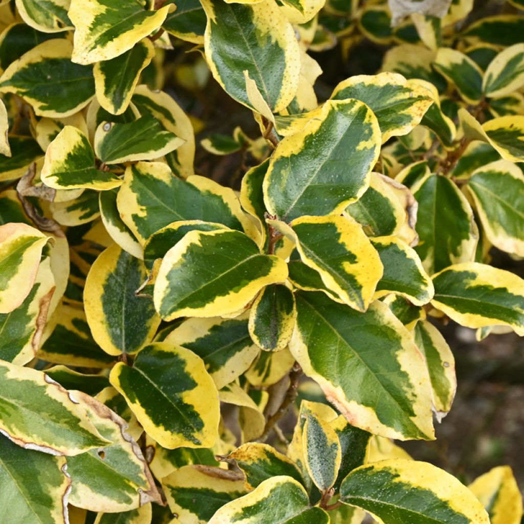 Wintergrüne Ölweide Gilt Edge - Elaeagnus ebbingei