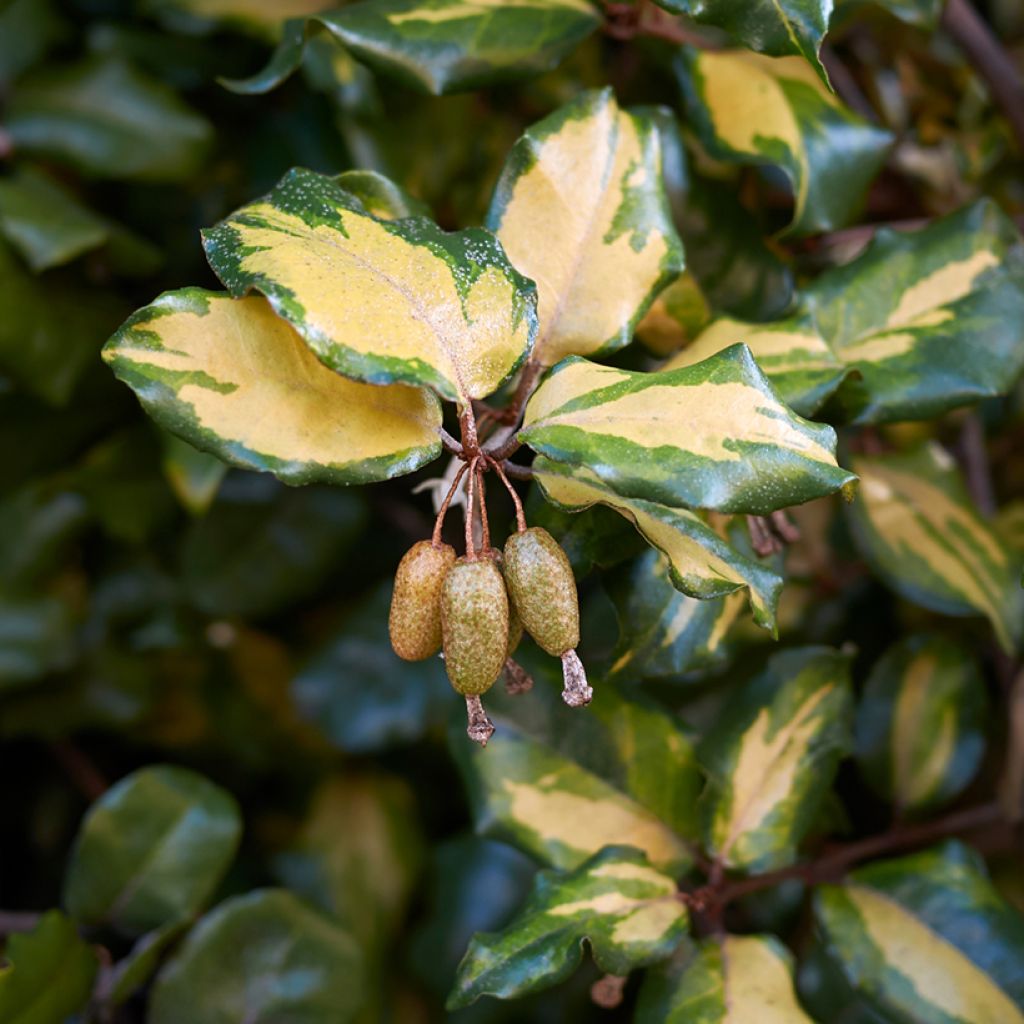 Stechende Ölweide Maculata - Elaeagnus pungens