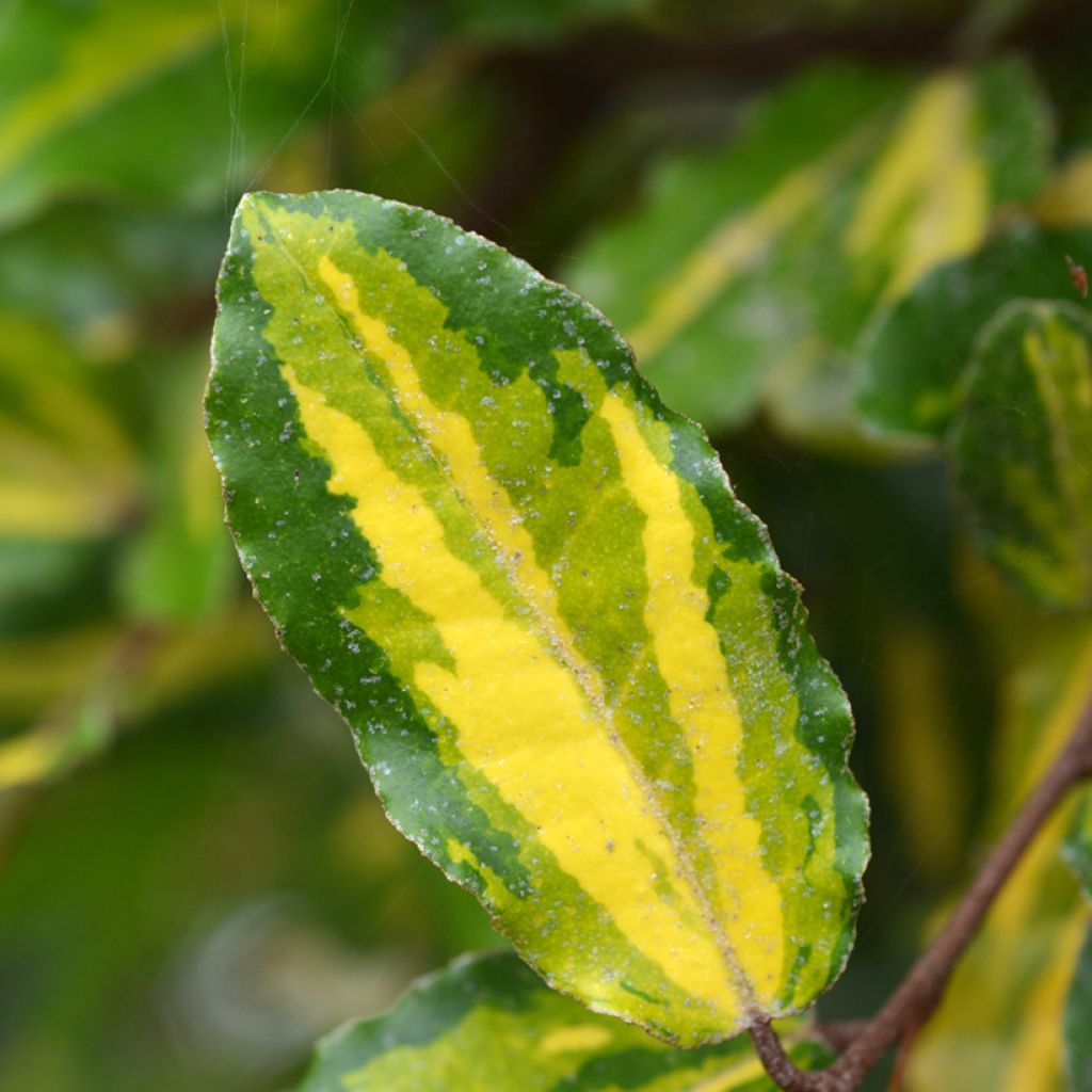 Stechende Ölweide Maculata - Elaeagnus pungens