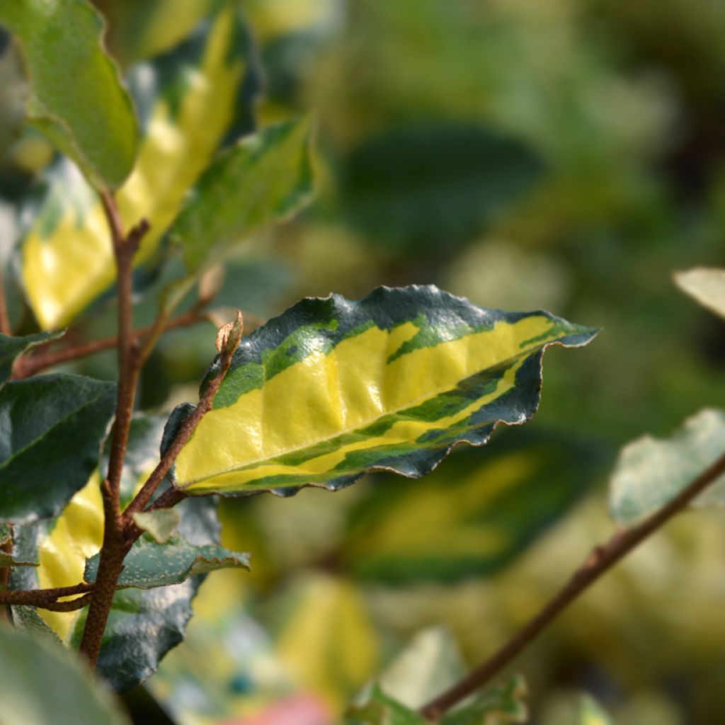Stechende Ölweide Maculata - Elaeagnus pungens