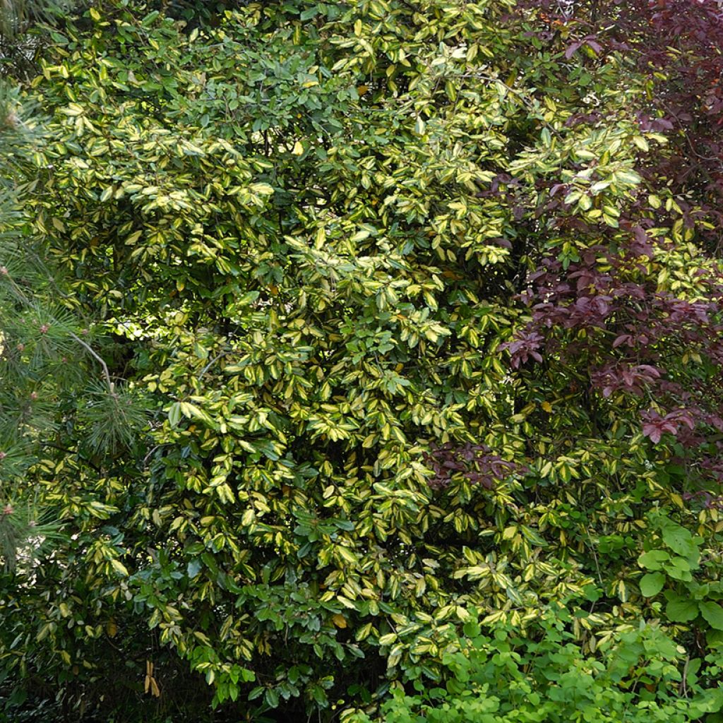 Stechende Ölweide Maculata - Elaeagnus pungens