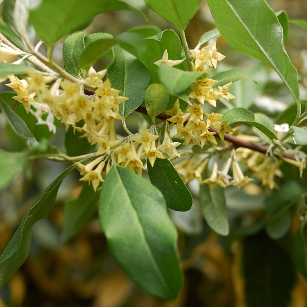 Korallen-Ölweide Pointilla Amoroso - Elaeagnus umbellata