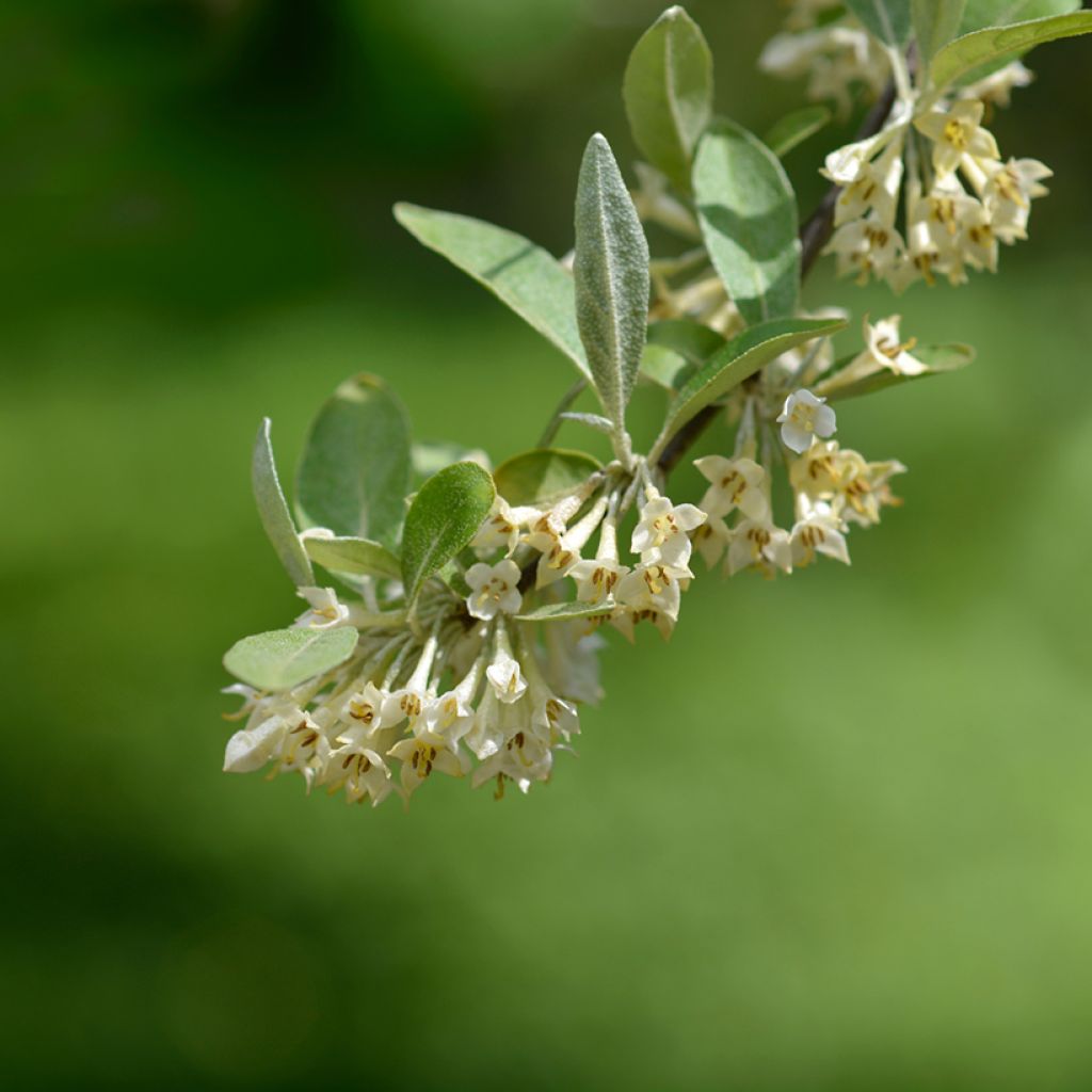 Korallen-Ölweide Pointilla Amoroso - Elaeagnus umbellata