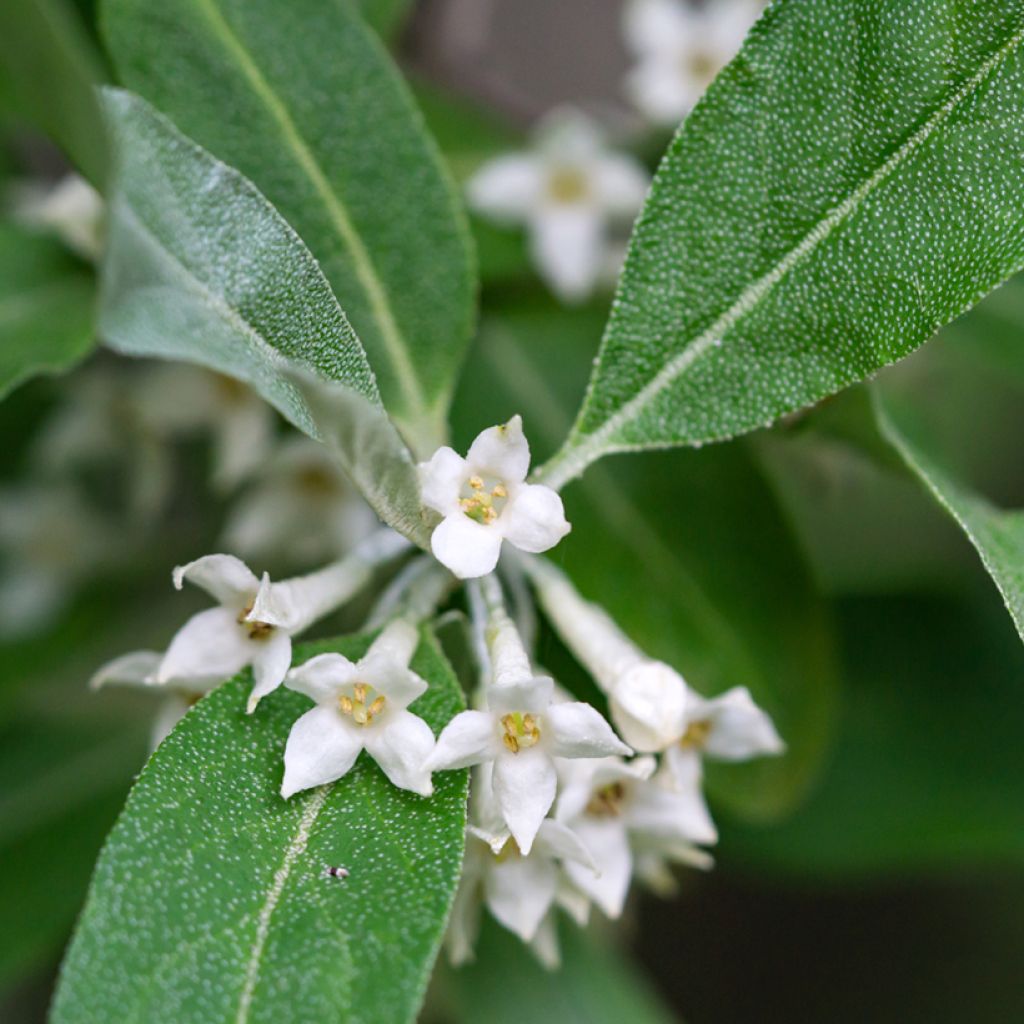 Korallen-Ölweide - Elaeagnus umbellata