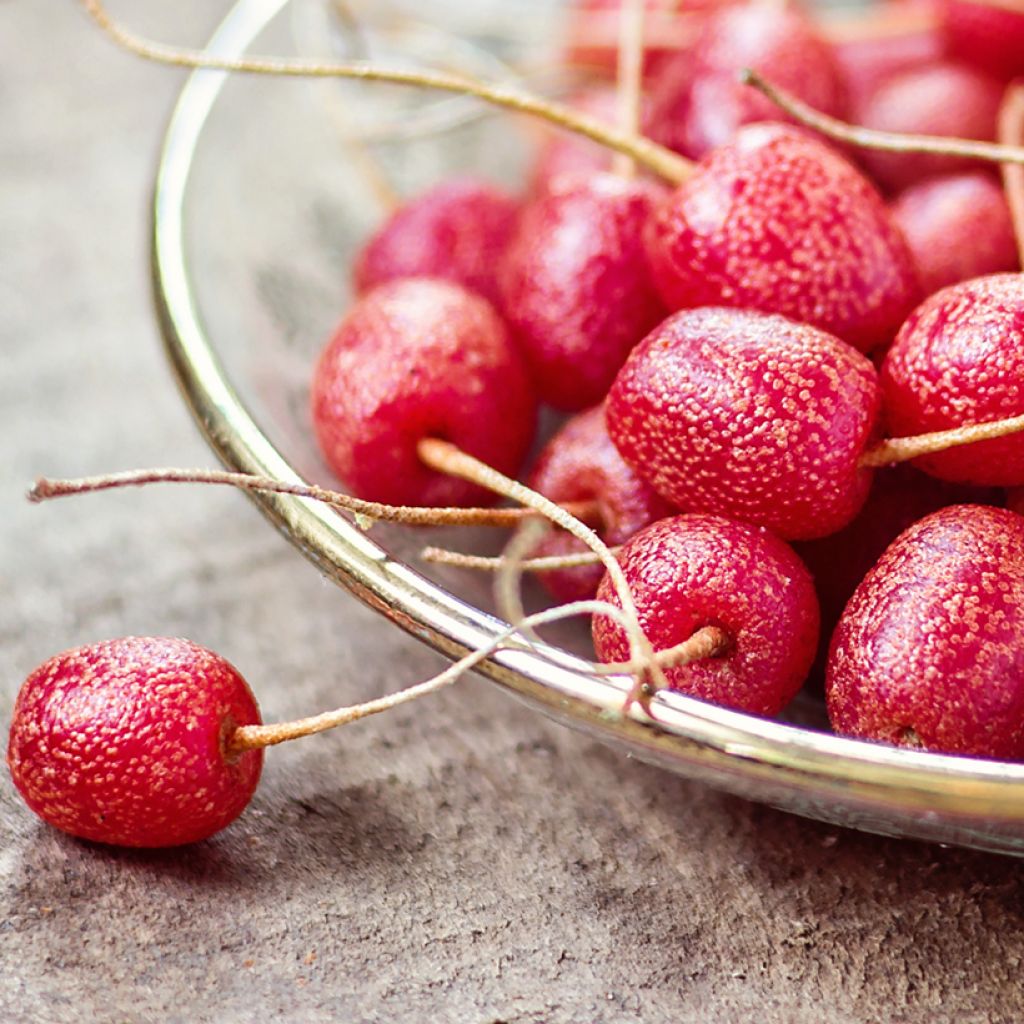 Korallen-Ölweide - Elaeagnus umbellata