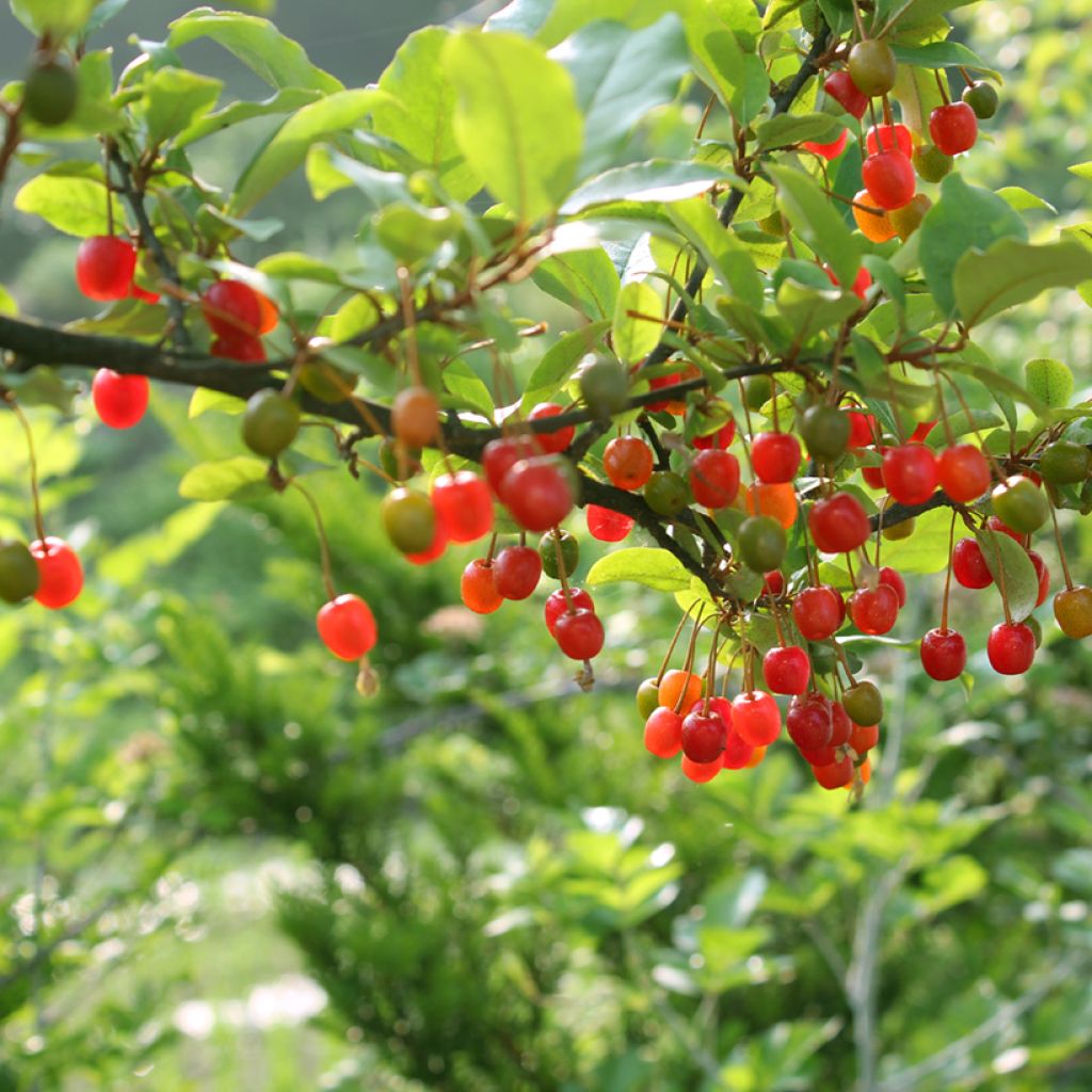 Korallen-Ölweide - Elaeagnus umbellata