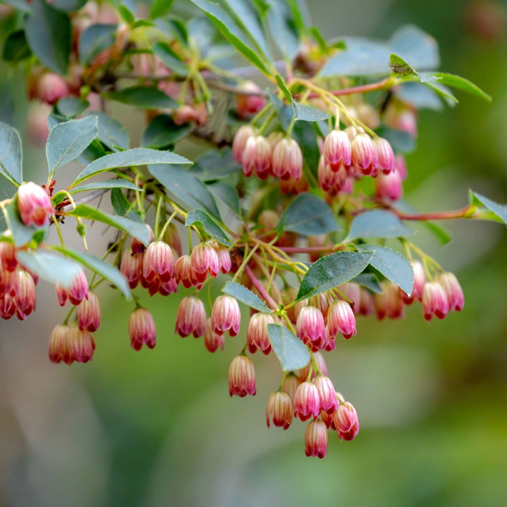 Enkianthus campanulatus - Prachtglocke