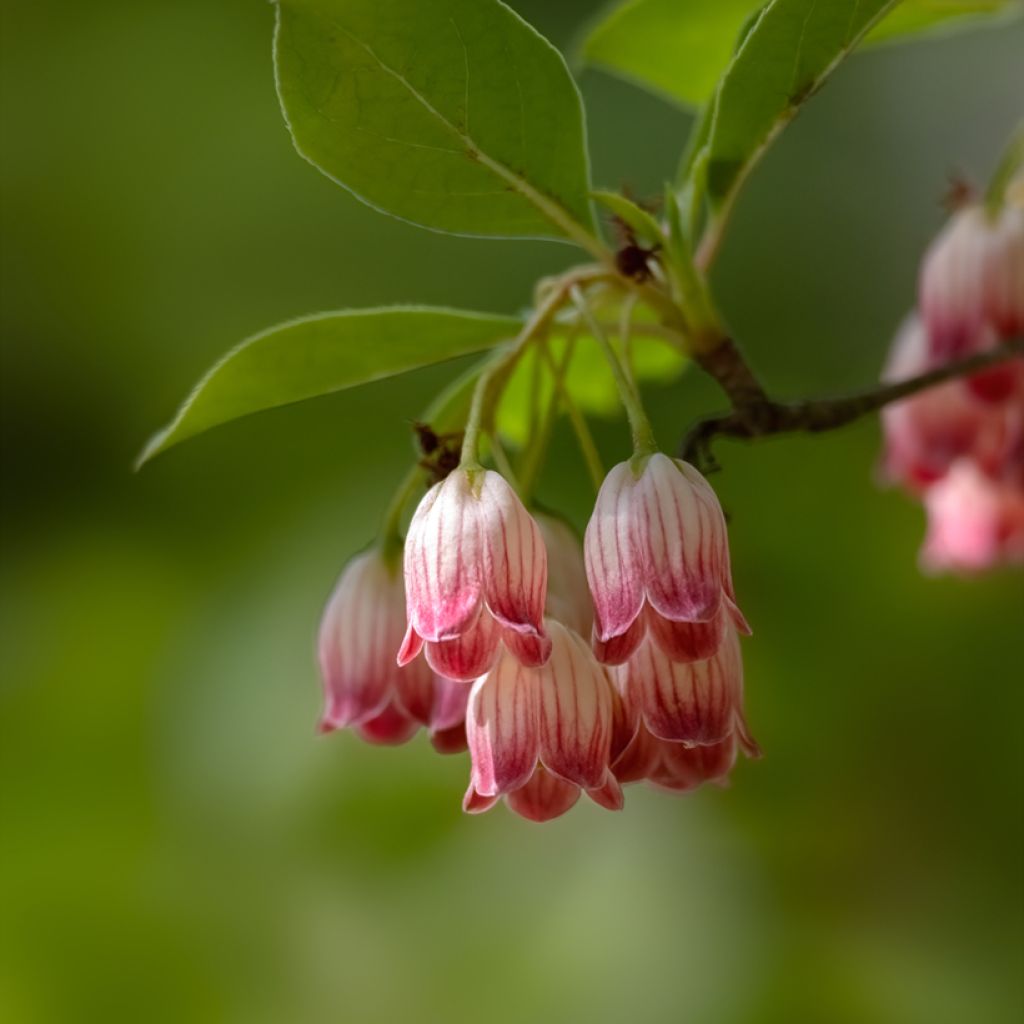 Enkianthus campanulatus - Prachtglocke