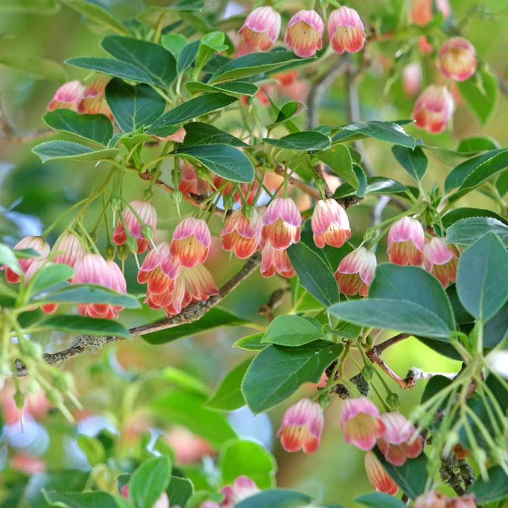 Enkianthus campanulatus - Prachtglocke