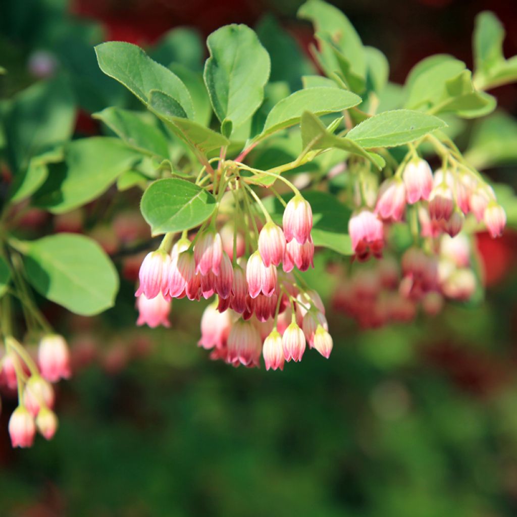 Enkianthus campanulatus - Prachtglocke