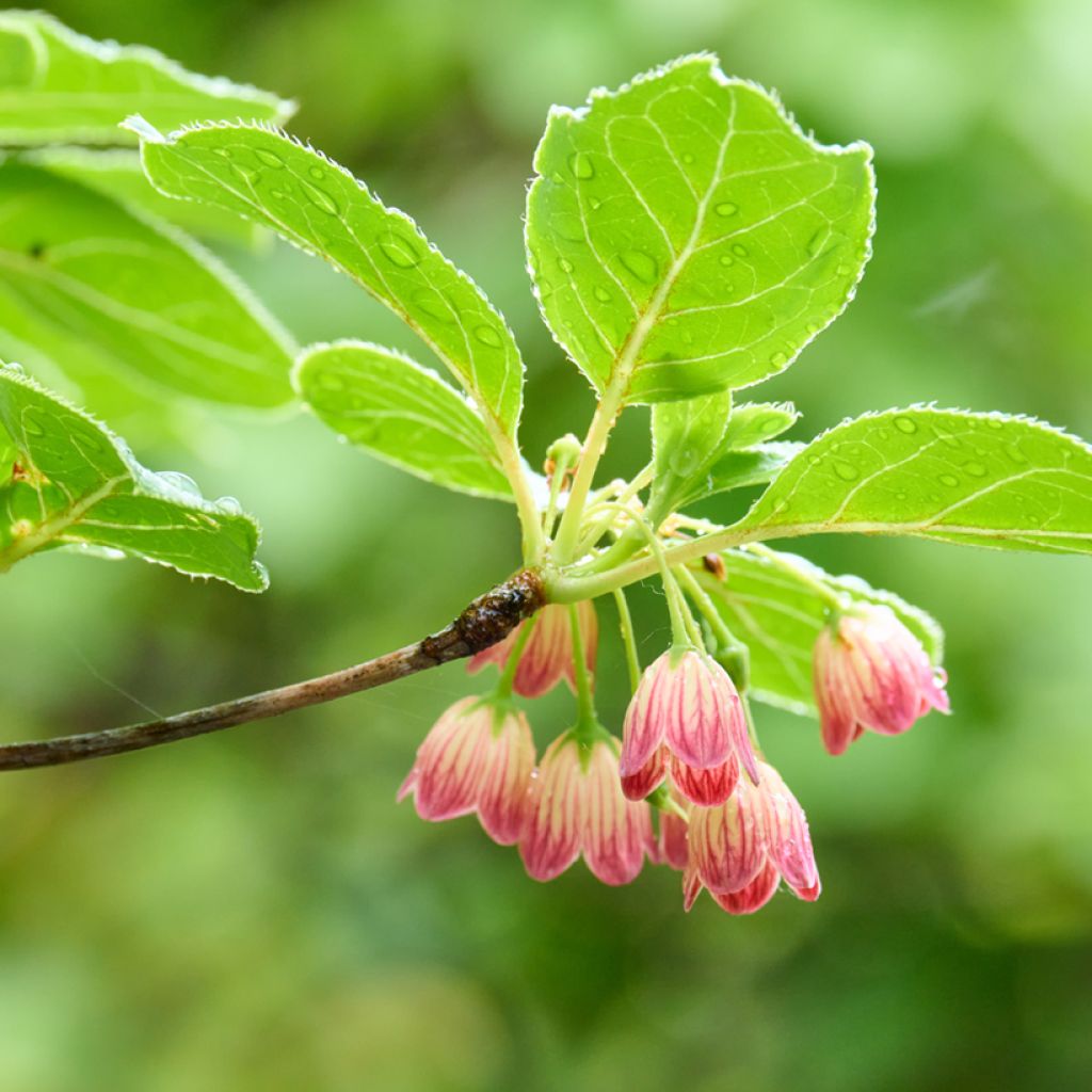 Enkianthus campanulatus - Prachtglocke