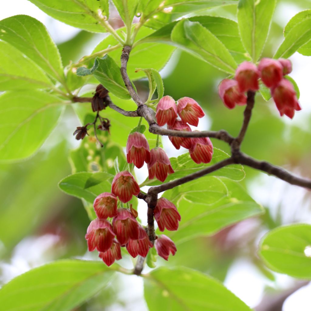 Enkianthus campanulatus Red Bells - Prachtglocke