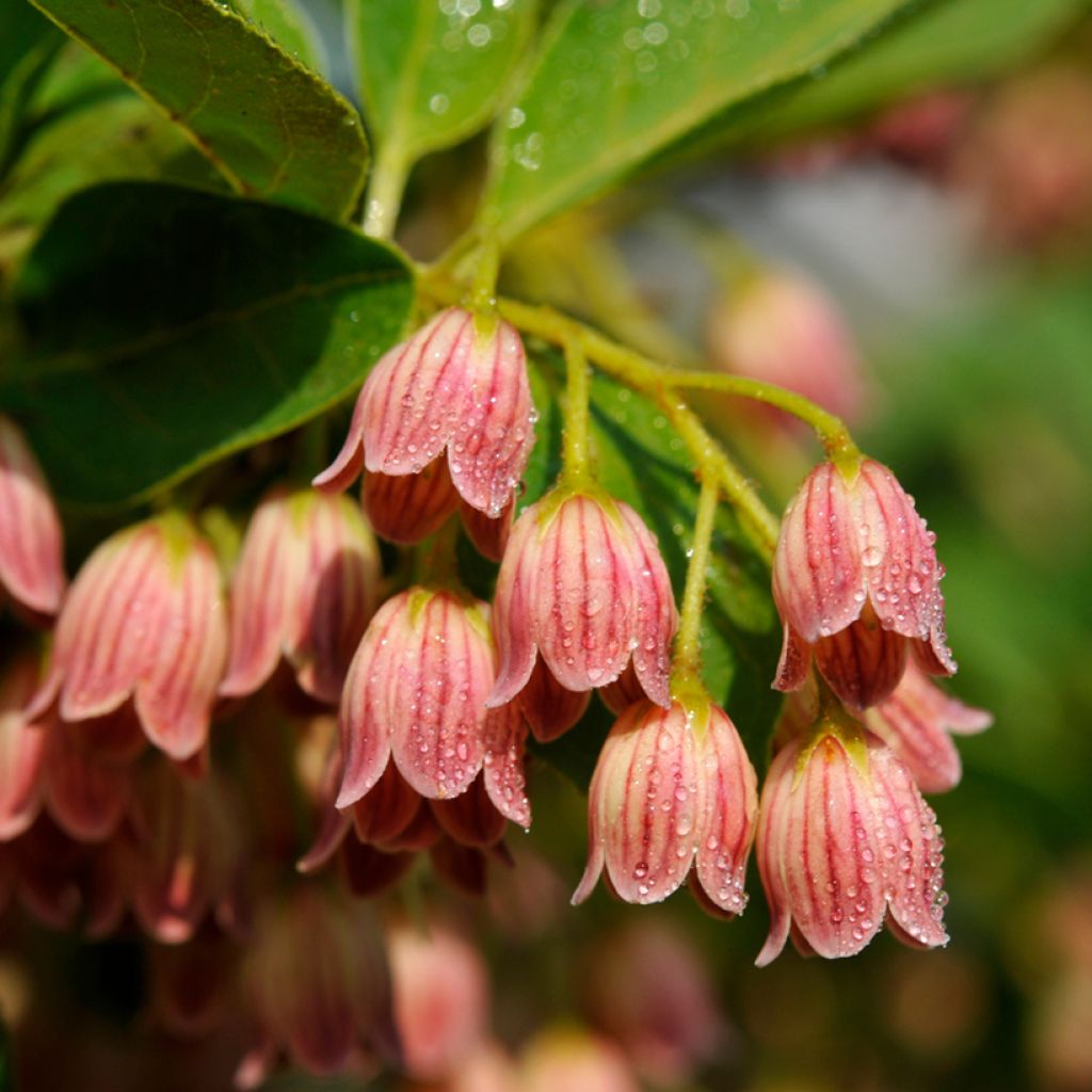 Enkianthus campanulatus var. palibinii - Prachtglocke