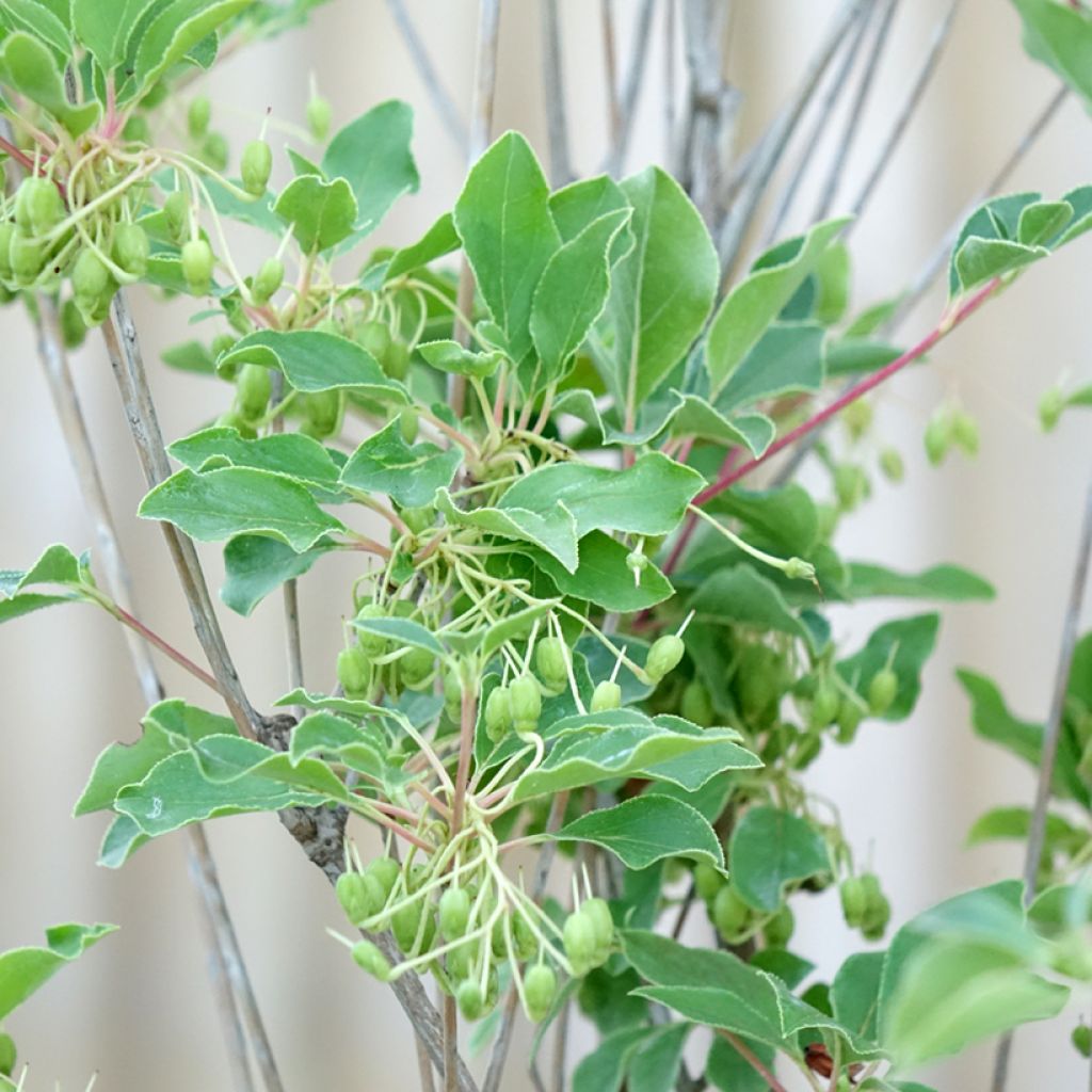 Enkianthus campanulatus Prettycoat - Prachtglocke