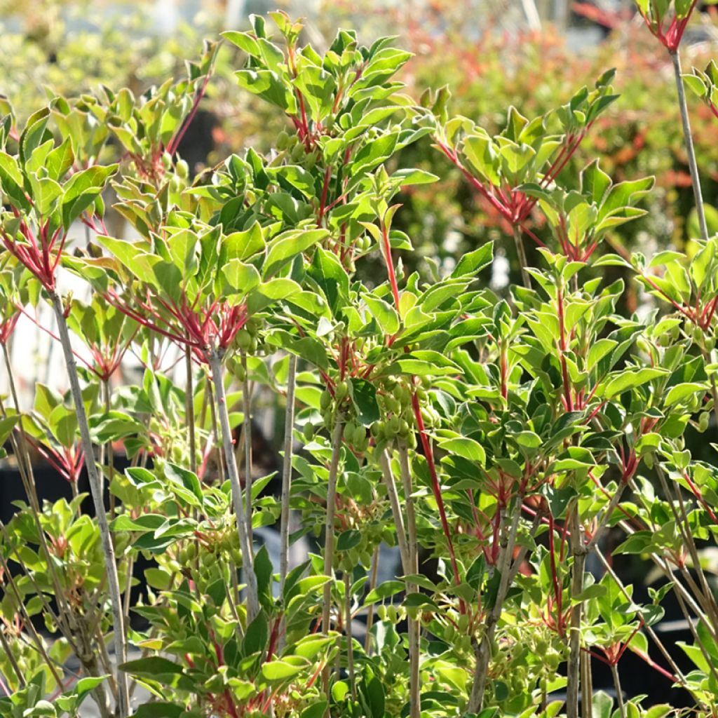 Enkianthus campanulatus Prettycoat - Prachtglocke